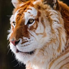 Схема вышивки «Золотой тигр»