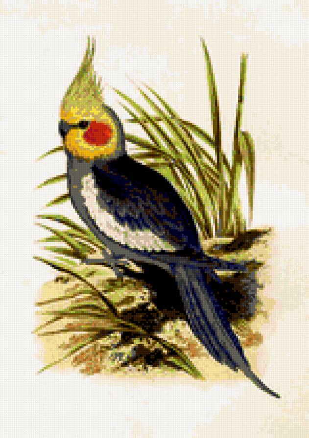 серый попугай - природа, птицы, попугай - предпросмотр