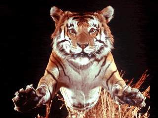 Тигр - тигр, животные - оригинал