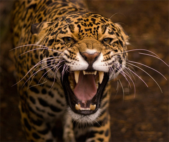 Ягуар - ягуар, животные - оригинал