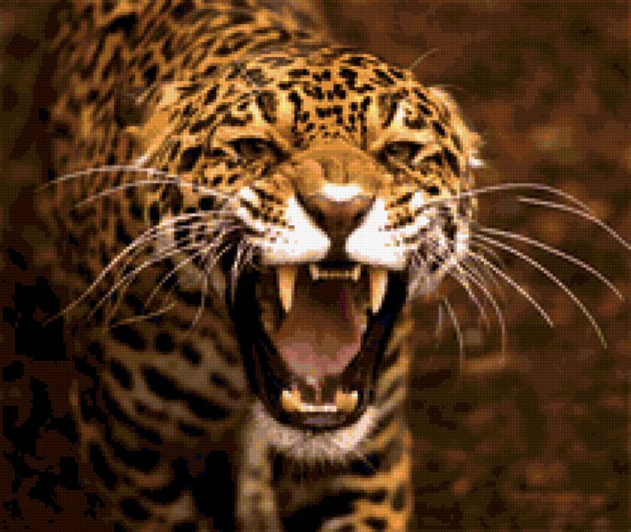 Ягуар - животные, ягуар - предпросмотр