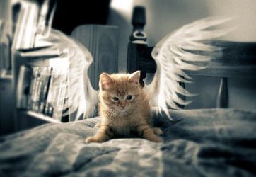 котенок-ангел - котенок, кот, ангел - оригинал