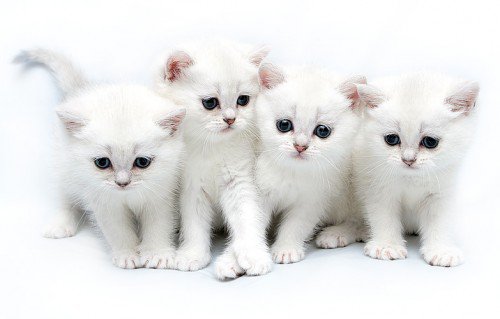 белые котятки - животные, кот, котята - оригинал