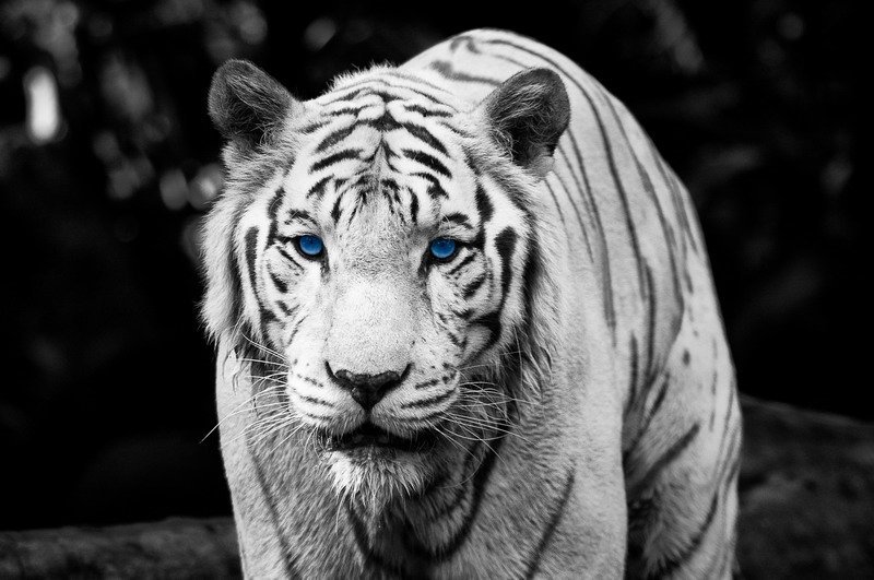 Белый тигр - тигр, белый тигр - оригинал