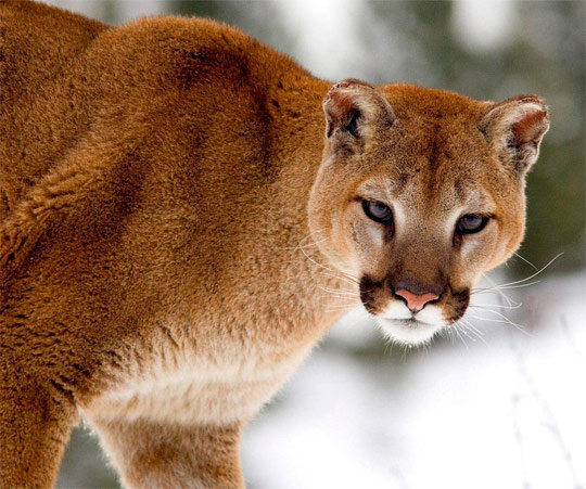 Пума - животное, пума - оригинал