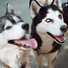 Схема вышивки «Хаски»