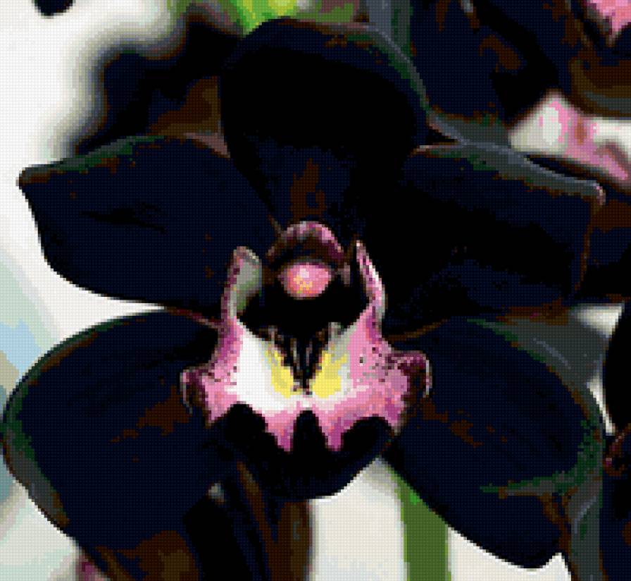 Черная орхидея - цветы, орхидеи - предпросмотр