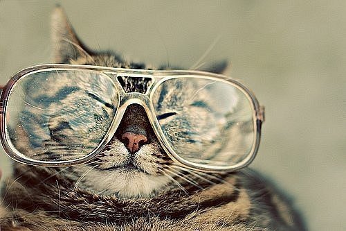 Кот в очках - очки, кот - оригинал