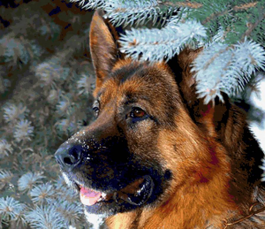 НЕМЕЦКАЯ ОВЧАРКА В ЕЛЯХ - предпросмотр