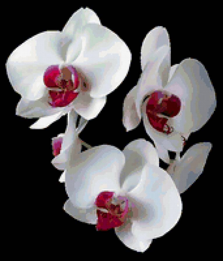 Орхидея - цветы, орхидея - предпросмотр