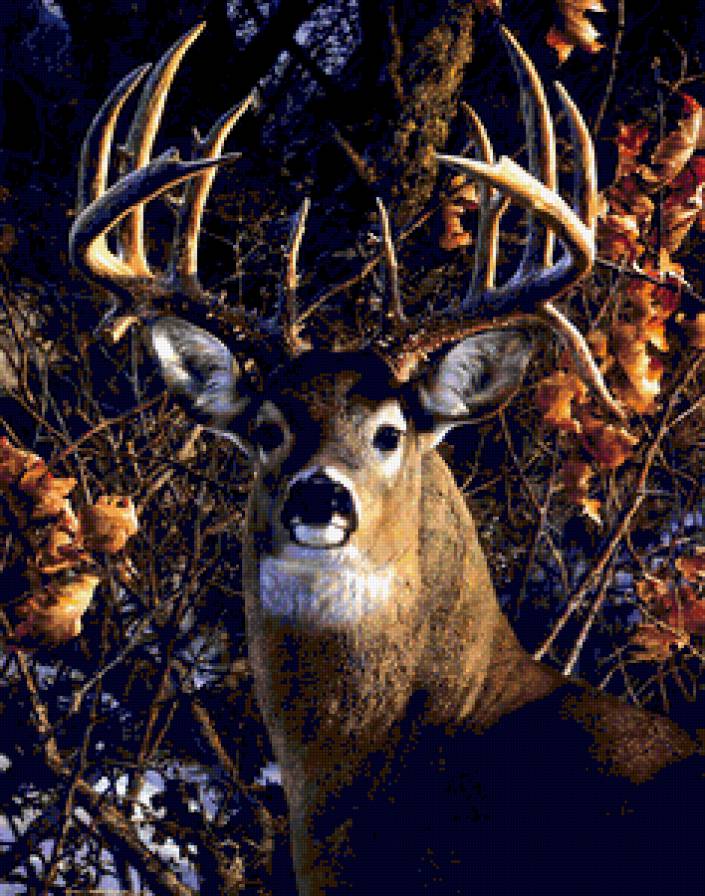 Благородный олень - животные, природа, олени - предпросмотр