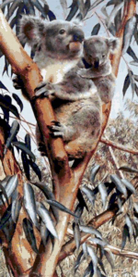 Коала. - животные, природа, мишки, коала.австралия - предпросмотр