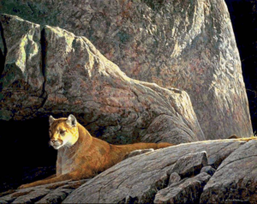 Горный лев отдыхает. - природа, горные львы, львы, отдых, животные - предпросмотр