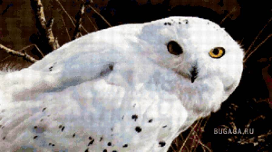 картина - птицы, животные, природа, сова - предпросмотр