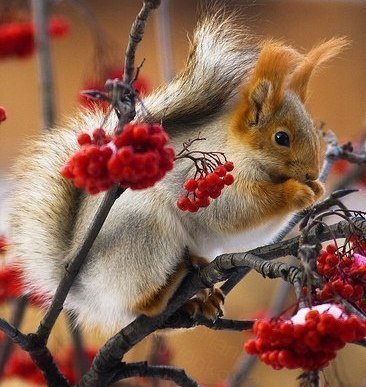 №216580 - оригинал