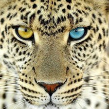 Схема вышивки «Ягуар»