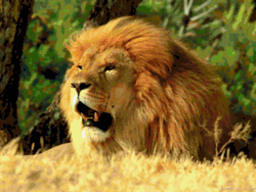 лев - звери, хищник, животные - предпросмотр