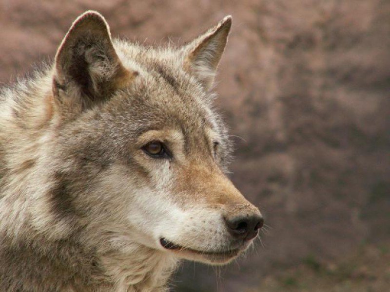 волк - животные, волк - оригинал