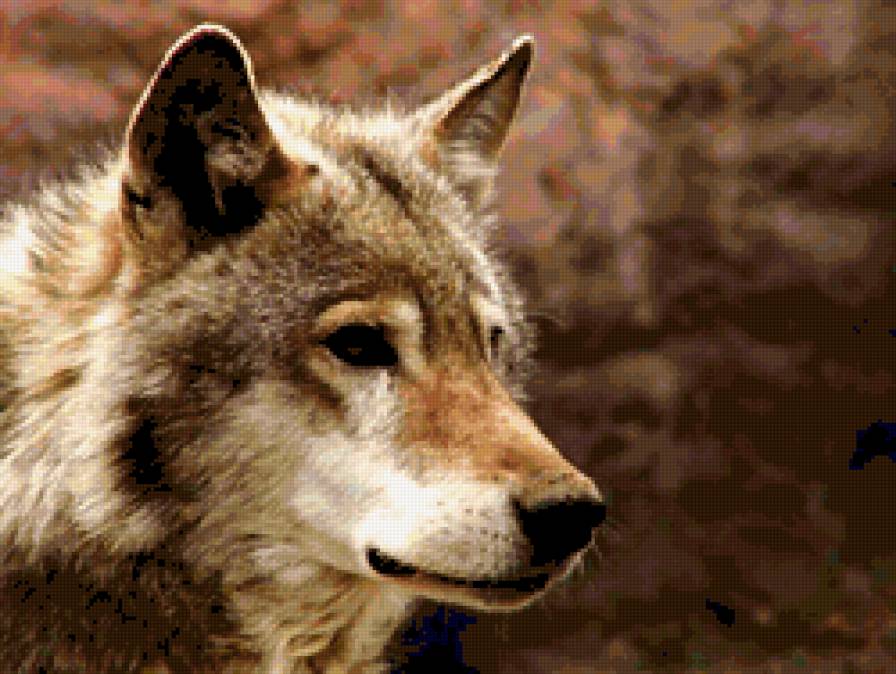 волк - волк, животные - предпросмотр