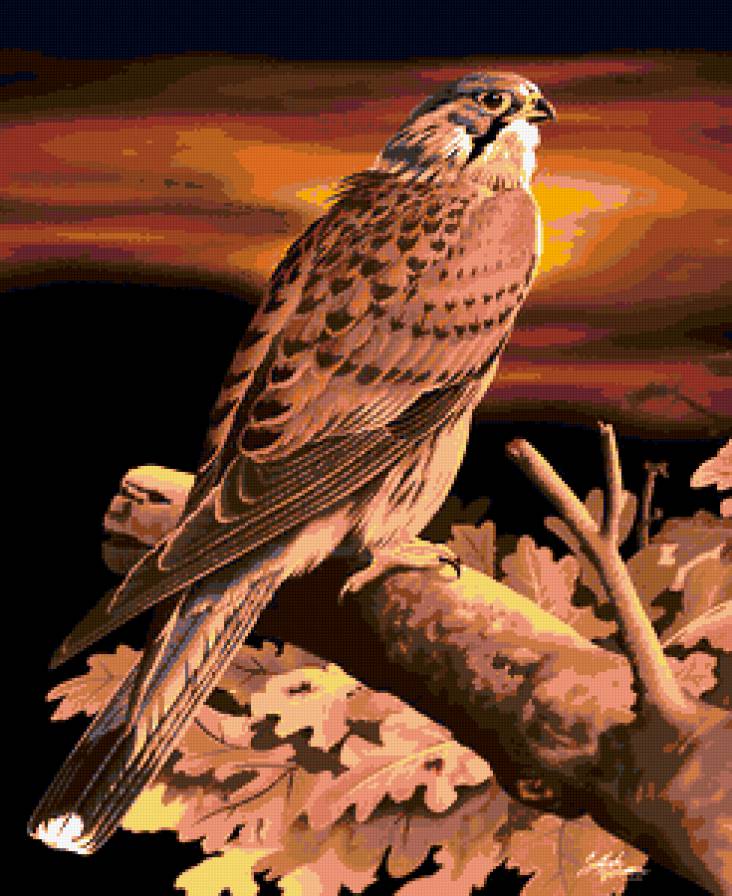 птица - птицы, хищники, картина, монохром, ястреб, природа - предпросмотр