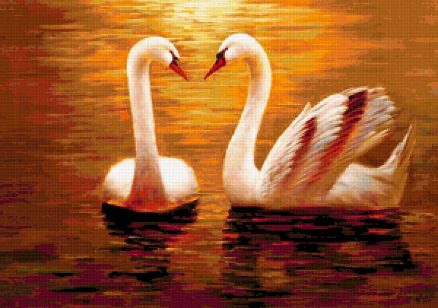 Пара лебедей. - природа, лебеди, птицы - предпросмотр