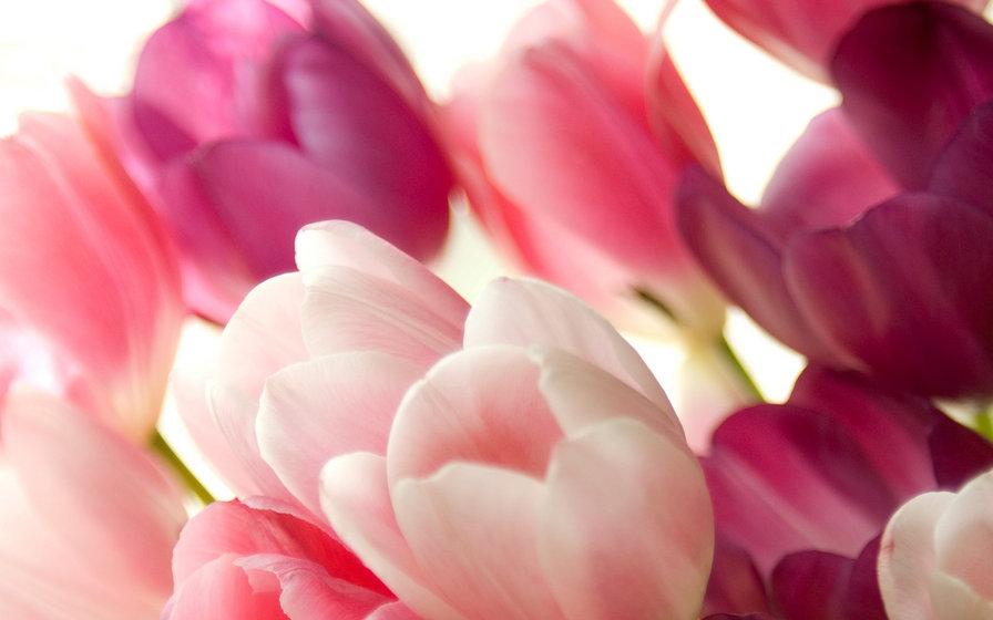 Цветы - сиреневый, цветы, розовый, тюльпаны - оригинал