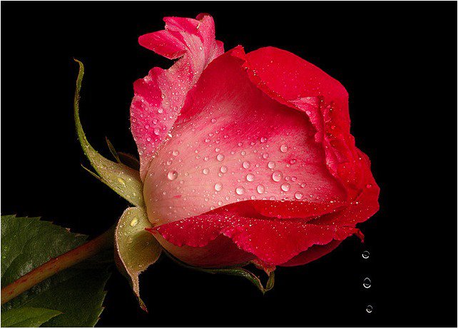 Роза - цветы - оригинал