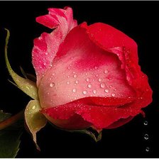 Схема вышивки «Роза»