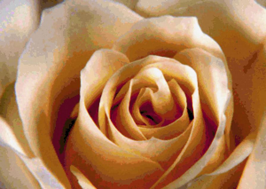 роза - цветы - предпросмотр