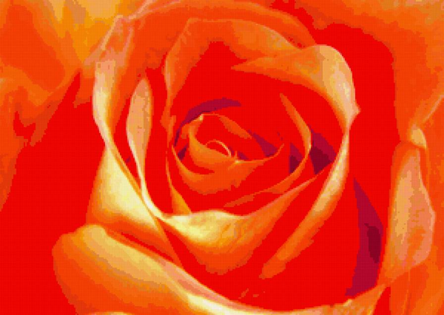 роза - цветы - предпросмотр