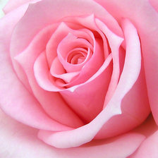 Схема вышивки «роза»