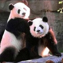 две панды