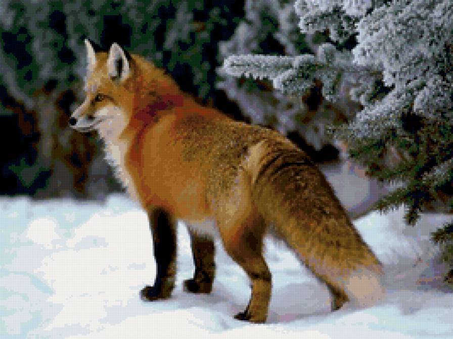 лиса - предпросмотр