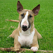 Схема вышивки «булка макс»