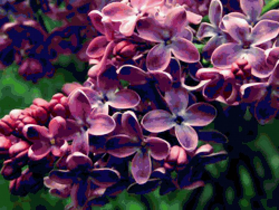 Куст сирени - цветы - предпросмотр