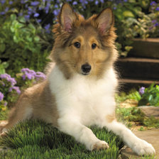 Схема вышивки «щенок колли»