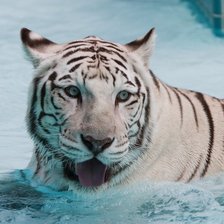 тигр в воде