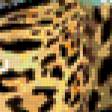 Предпросмотр схемы вышивки «леопарды» (№217721)
