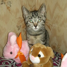 Схема вышивки «мой котик»