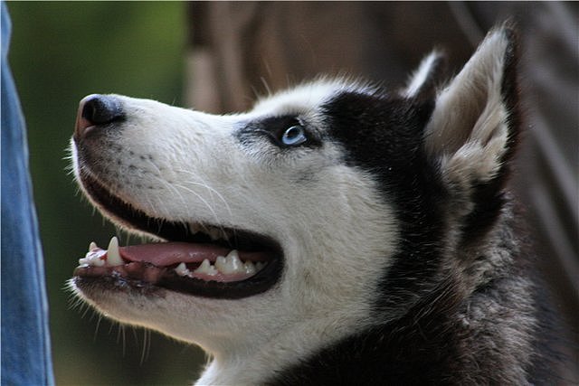 хаски - собаки - оригинал