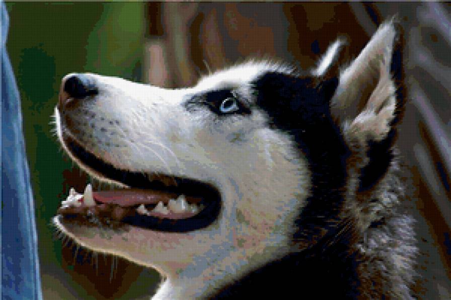 хаски - собаки - предпросмотр