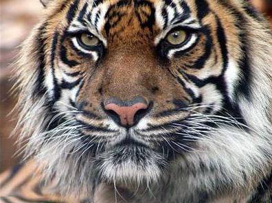 №4 - животные - оригинал