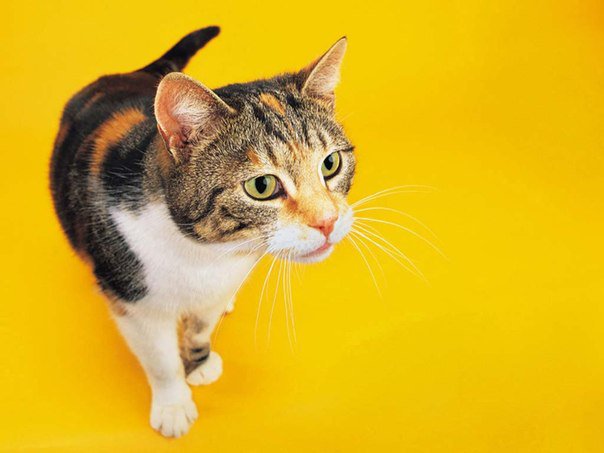 Котяра - кот, желтый фон - оригинал