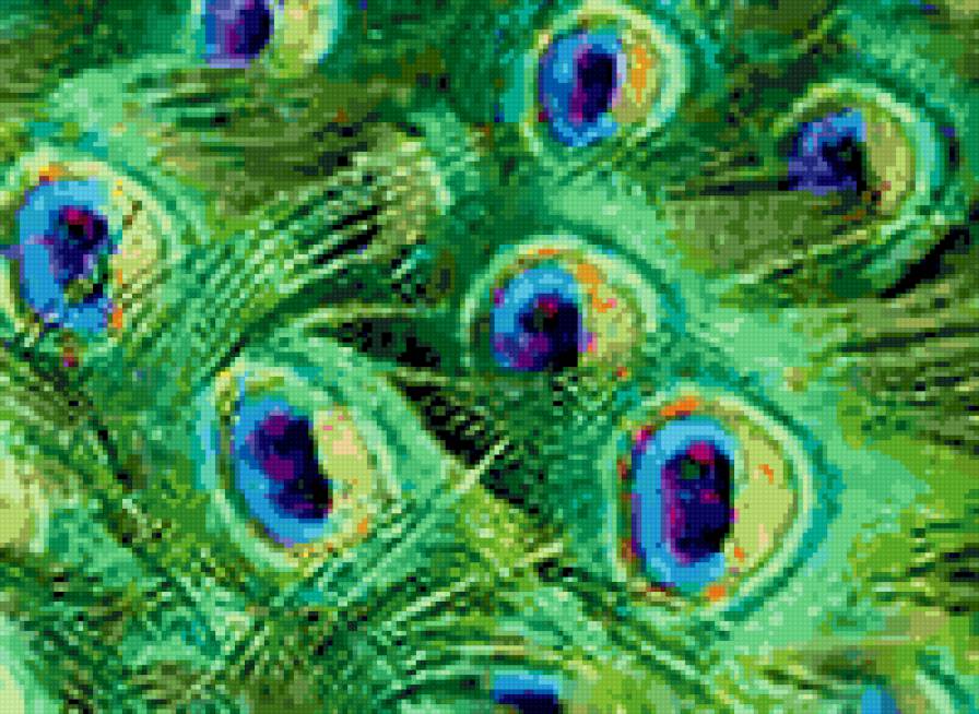 перья павлина - перо, павлин, птица, подушка - предпросмотр