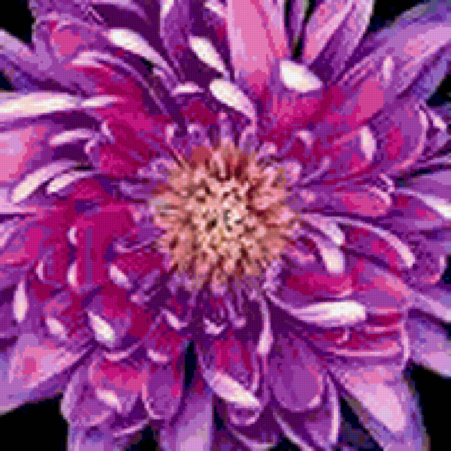 астра - фиолетовый, подушка, цветок, астра - предпросмотр