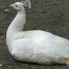 Схема вышивки «№217913»