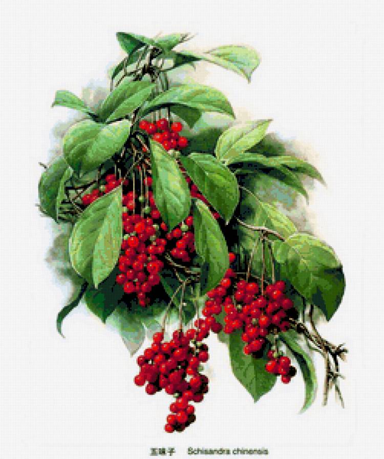 Лимонник. - растения, природа, цветы - предпросмотр