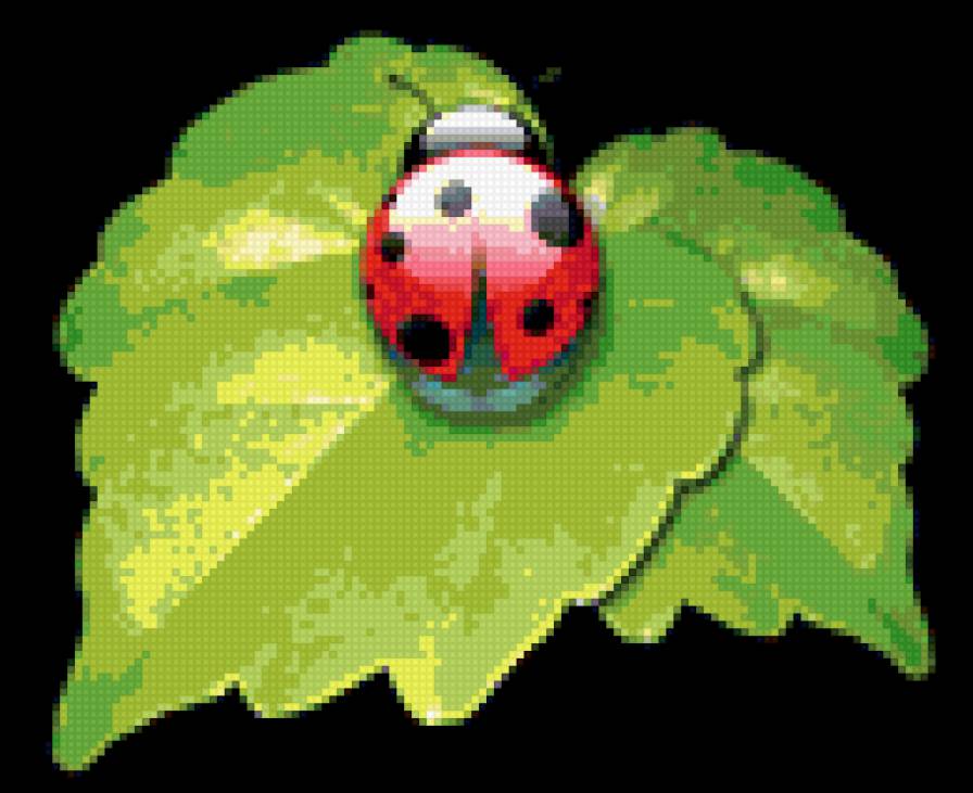 божья коровка - предпросмотр