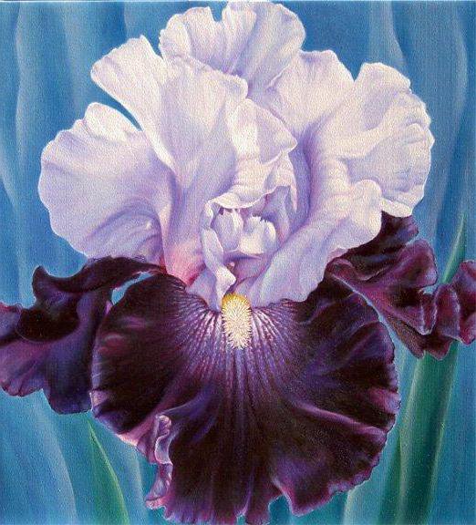 ирис - ирис, фиолетовый, цветок, подушка - оригинал