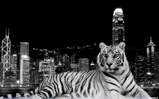 Белый тигр на фоне ночного города - белый тигр, тигр, ночной город - оригинал